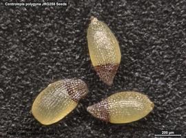   Seeds:   Centrolepis polygyna ; Photo by South Australian Seed Conservation Centre, used with permission
